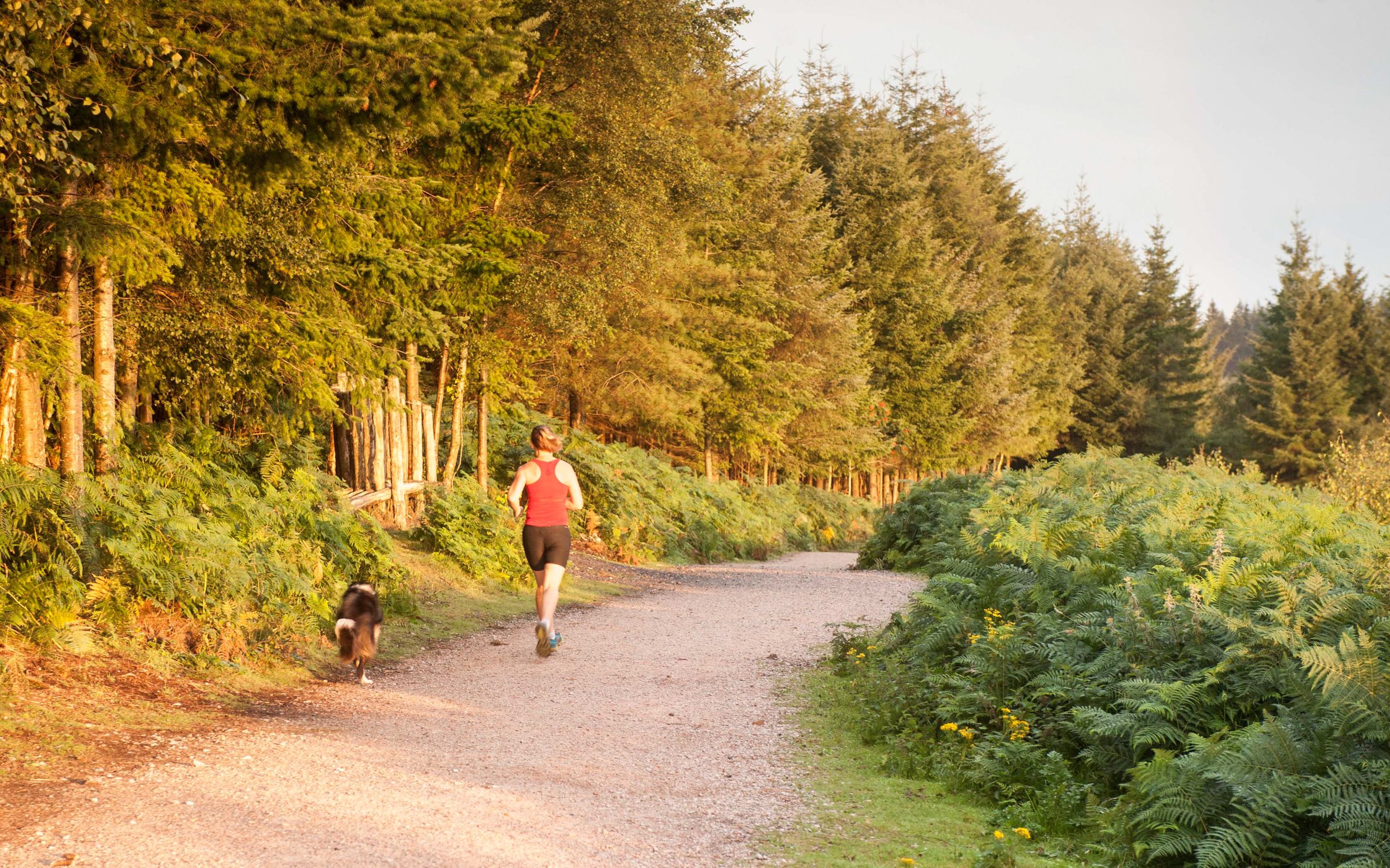 Running Forestry England